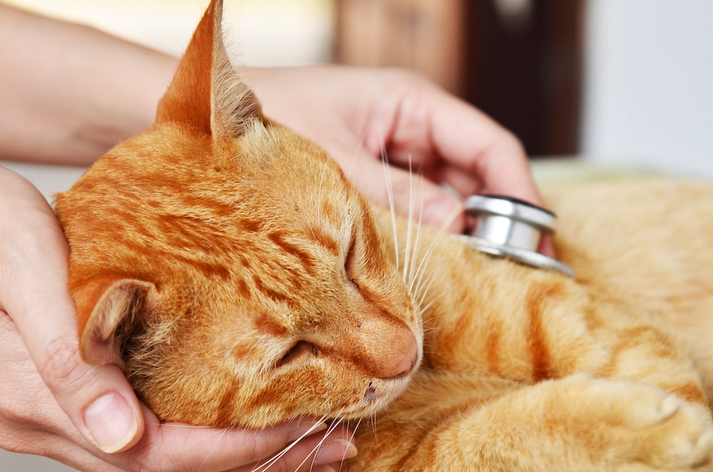 Tumor Bei Katzen Am Bauch www.haustierratgeber.de