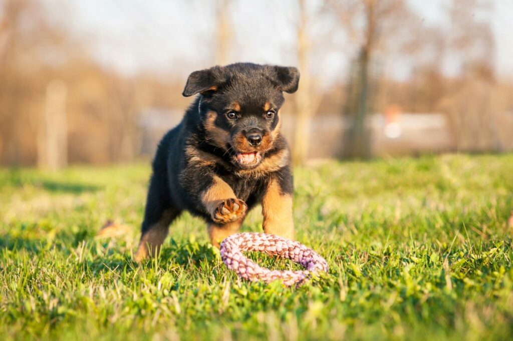 Mit der richtigen Vorgehensweise wird auch Dein Hund ruhiger!