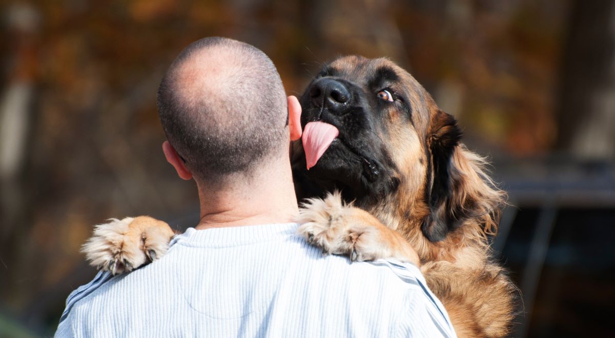 warum lecken hunde menschen ohren