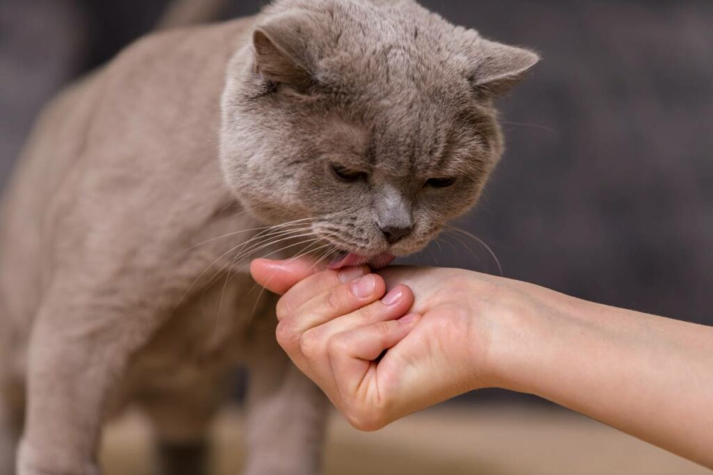 warum leckt mich meine katze ab