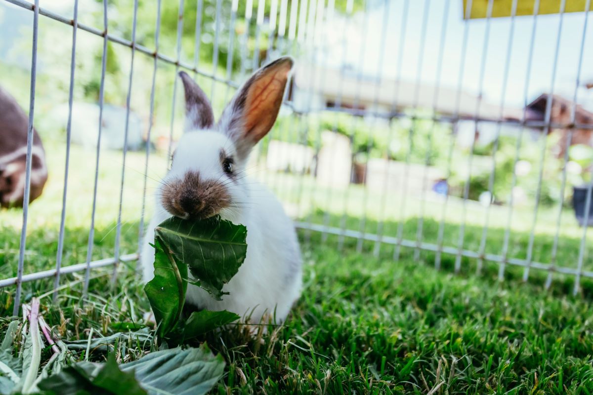 was dürfen kaninchen fressen