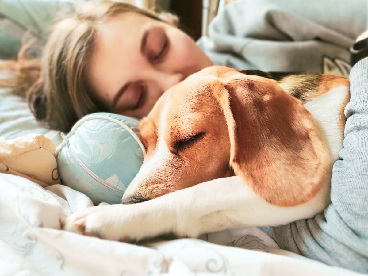 welcher hund passt zu dir