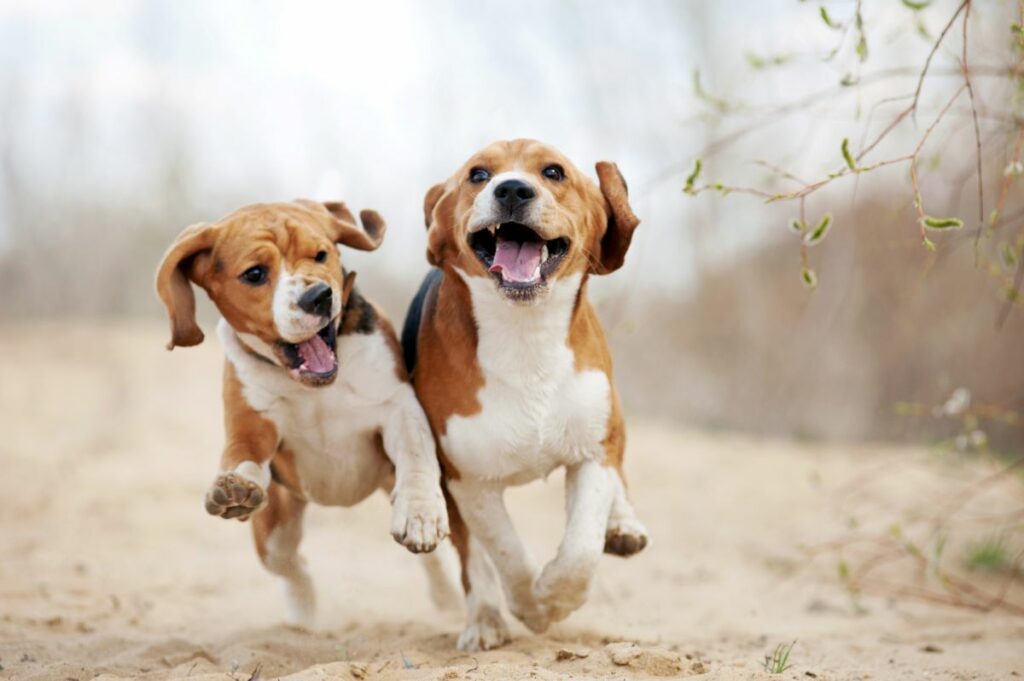Mit den Artgenossen können Hunde gut ausgelastet werden!