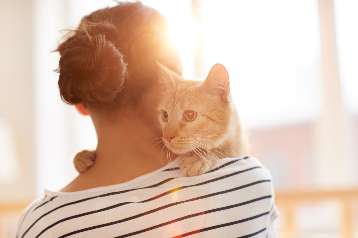 wie viel kostet eine katze