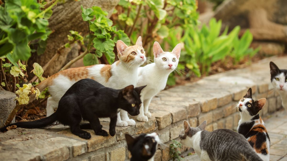 Wie viele Katzen gibt es auf der Welt 