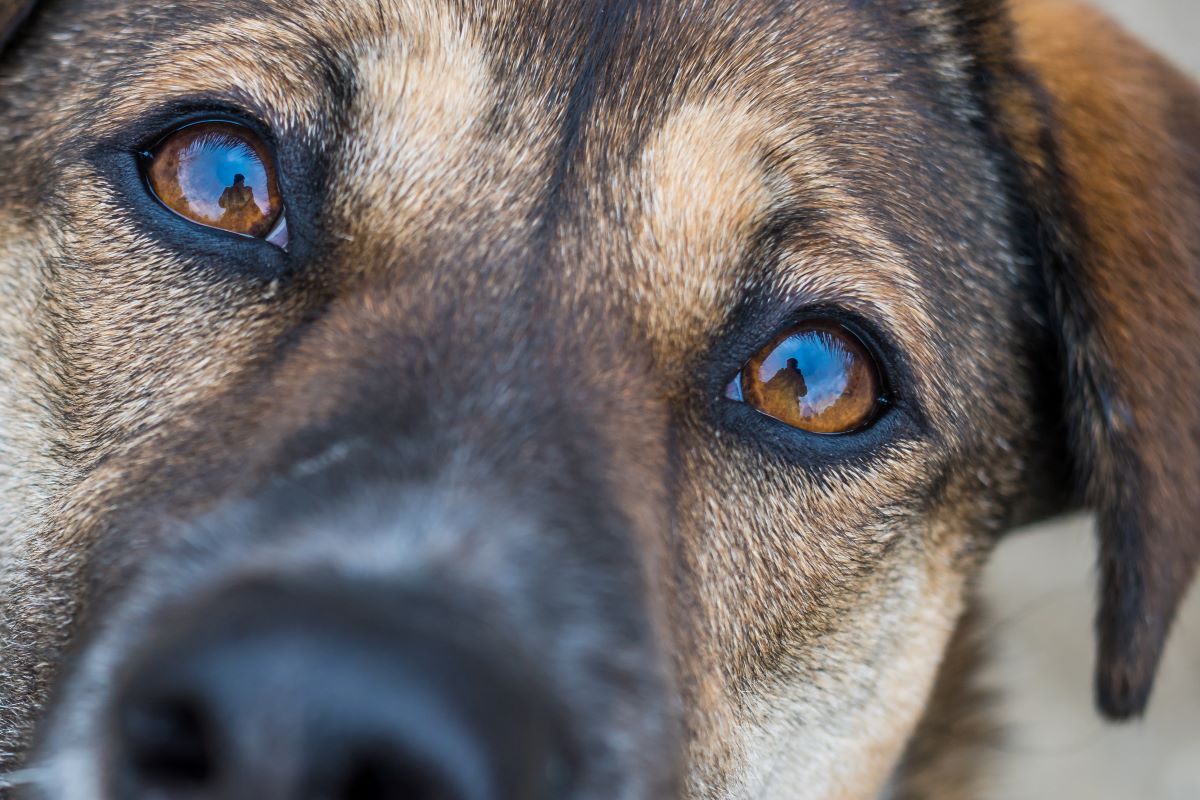 Warum Du Hunden niemals in die Augen schauen solltest