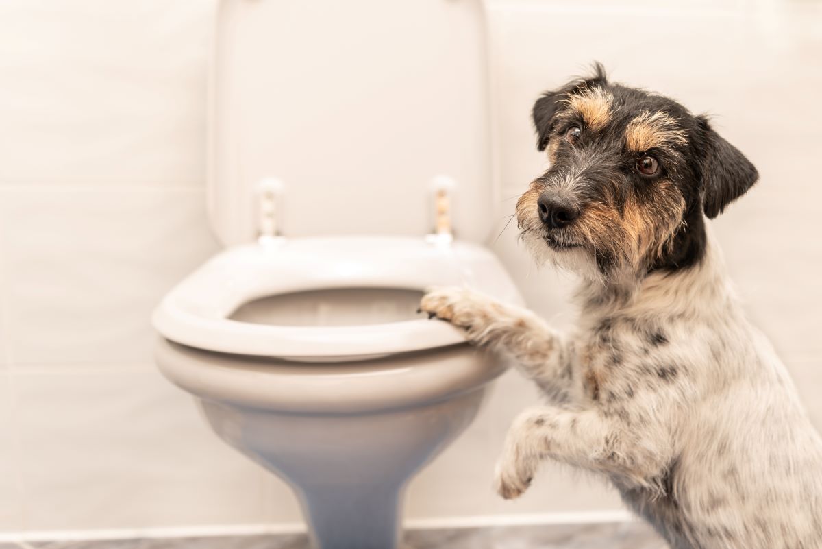 Kohletabletten Hund 1