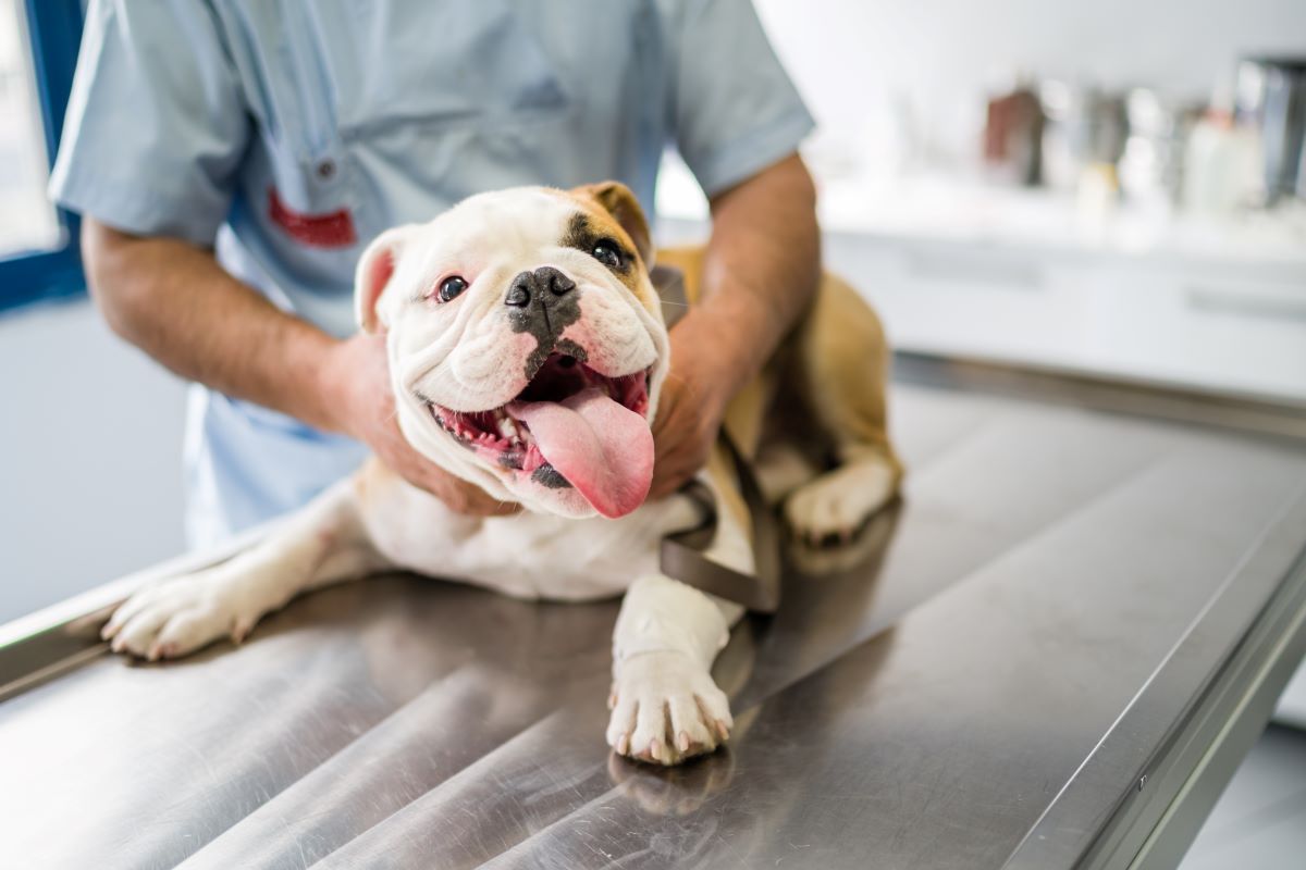 Kohletabletten Hund 2