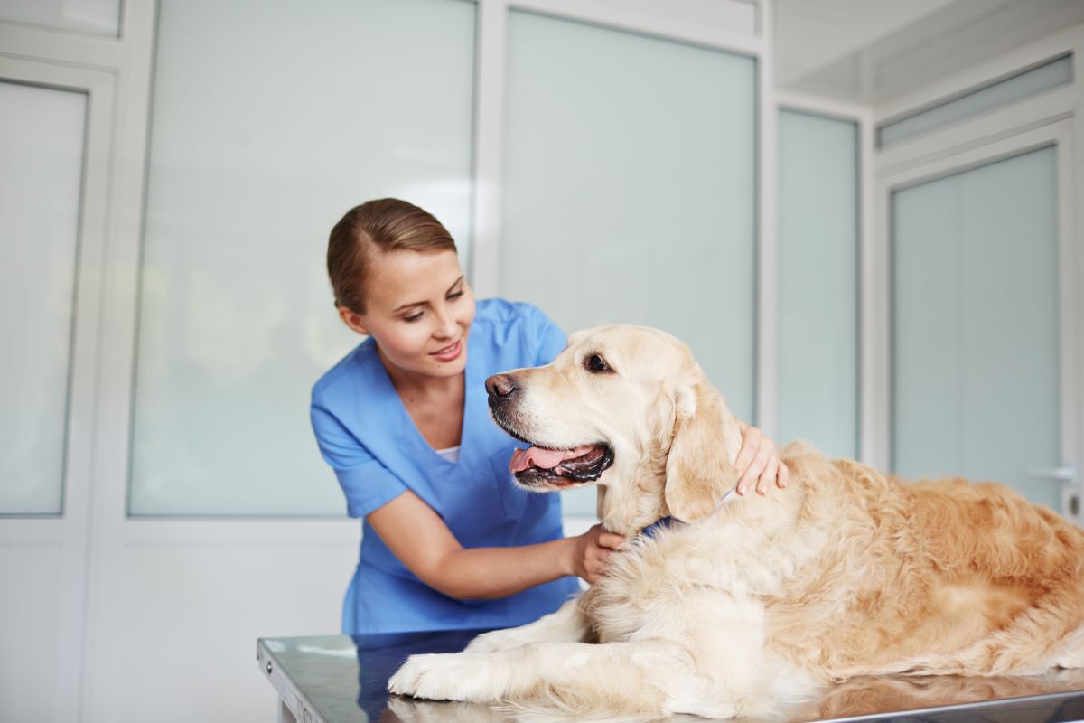 Kohletabletten Hund 3
