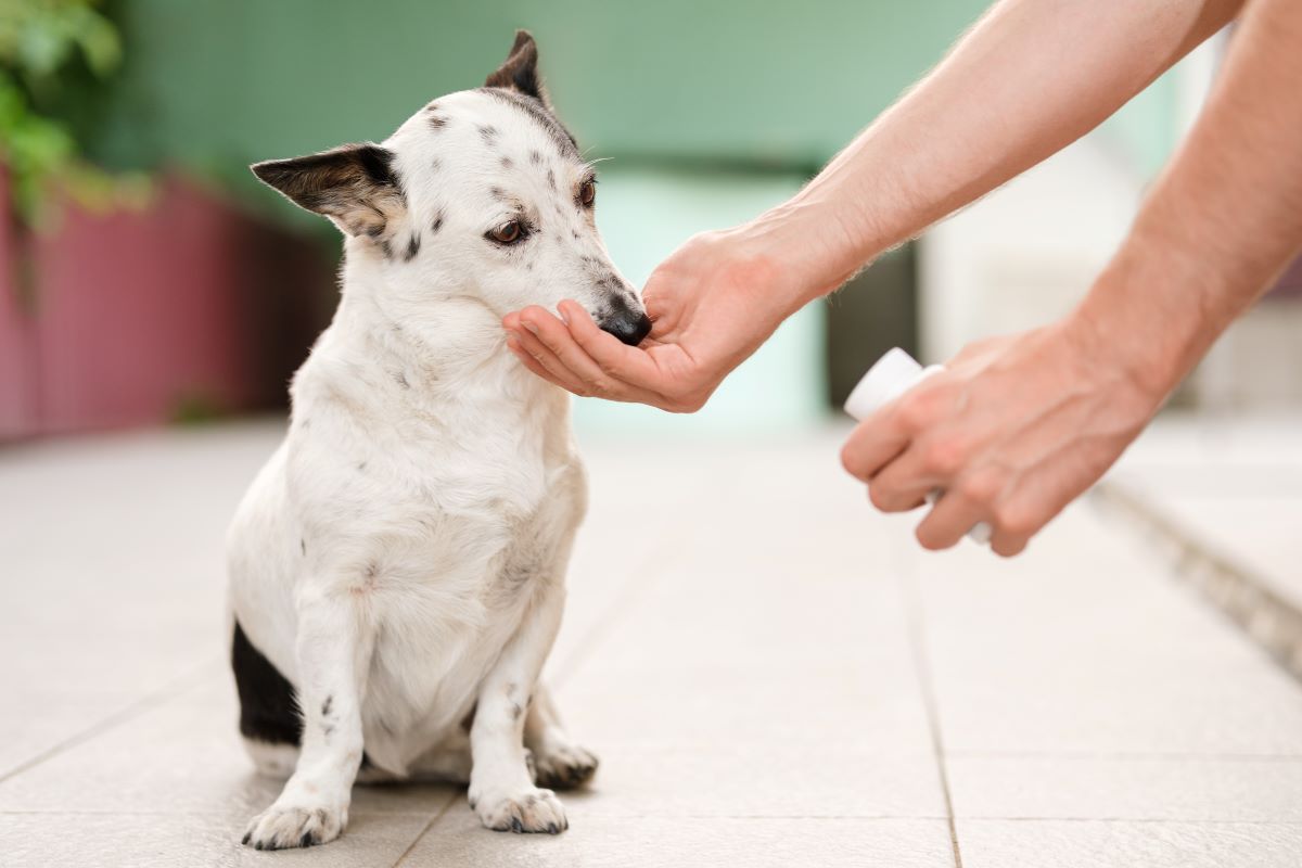 Kohletabletten Hund 4