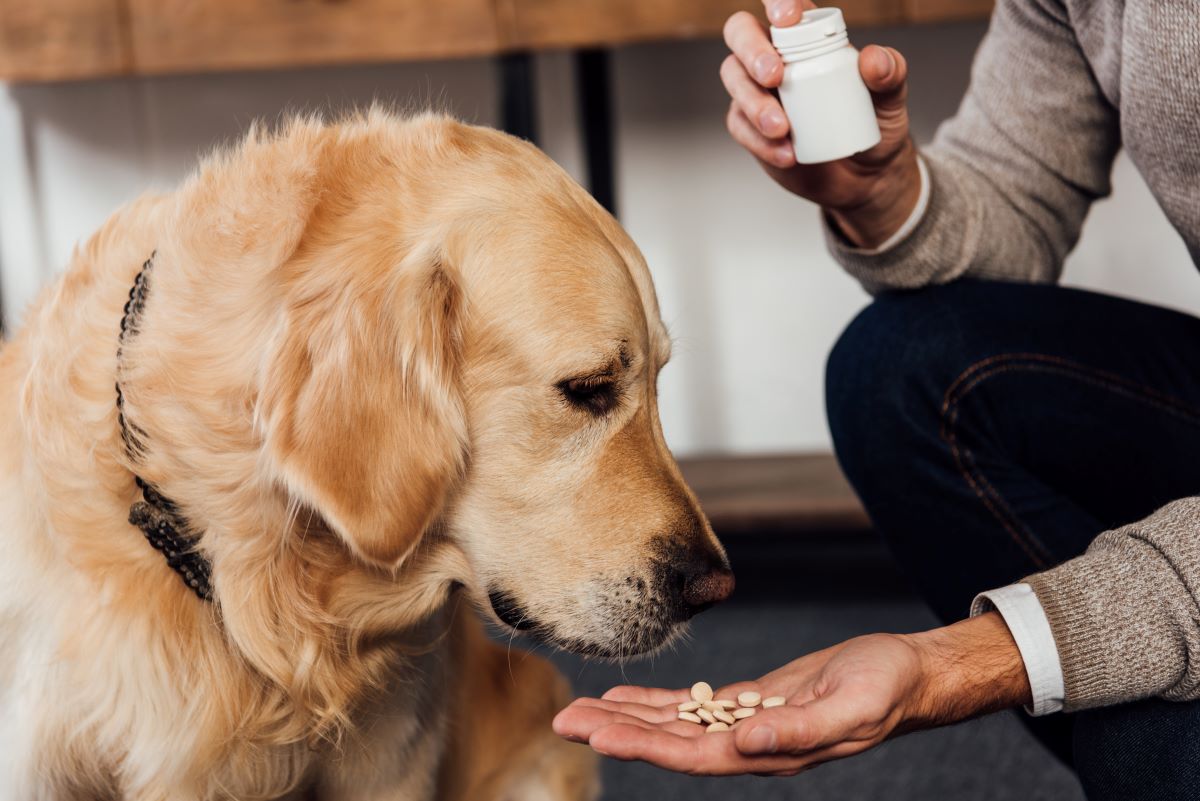 Kohletabletten Hund 5