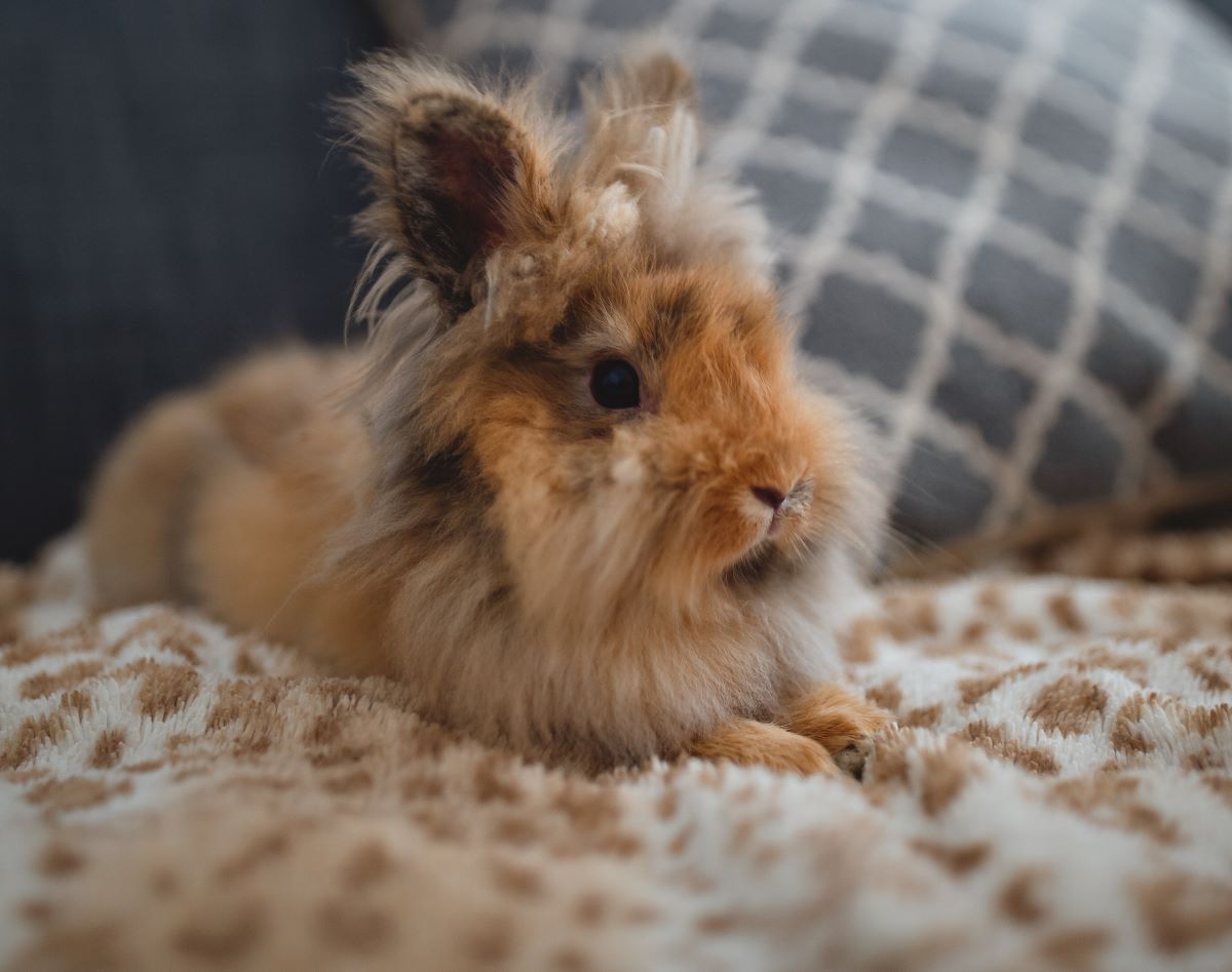 Alterserwartung von Löwenkopfkaninchen: Wie lange leben Löwenköpfchen? Alterserwartung von Löwenkopfkaninchen: Wie lange leben Löwenköpfchen?