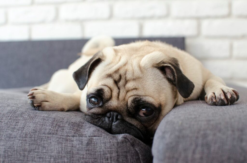 Mops