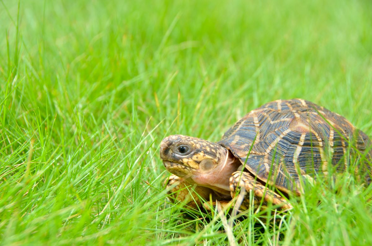 Schildkroete 2