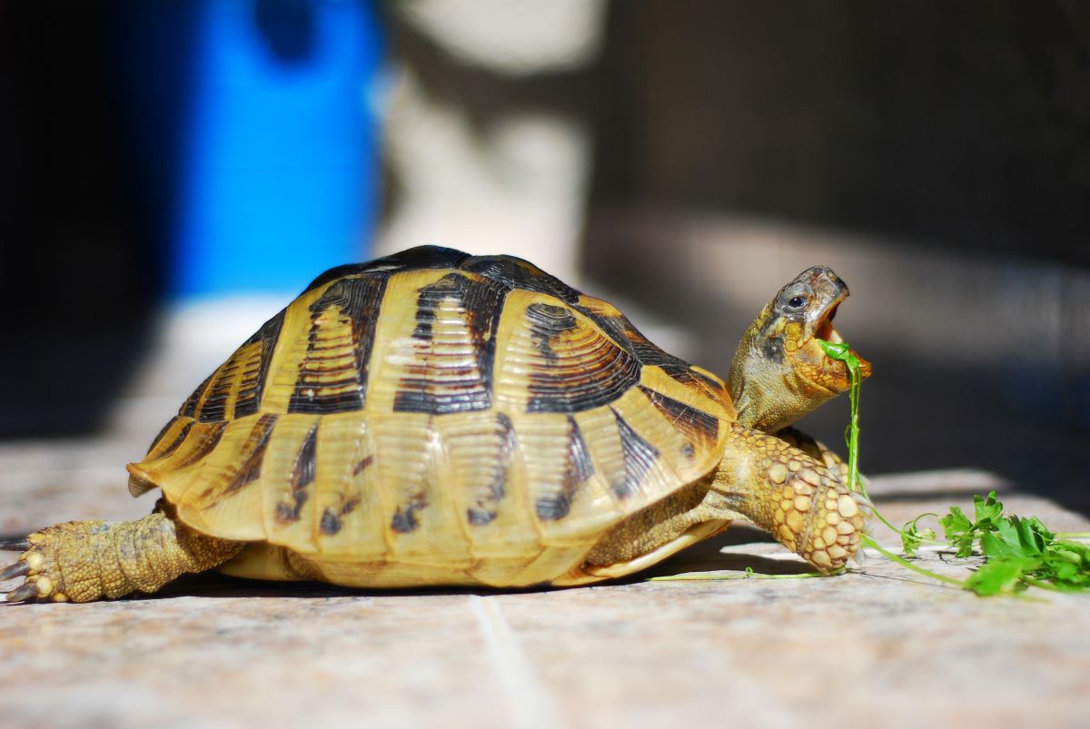 Schildkroete 3