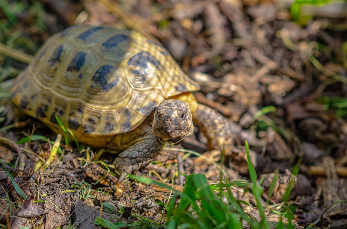 Schildkroete 4