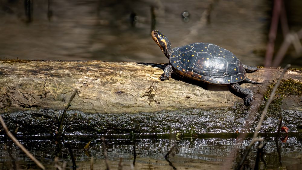 Schildkroete 5