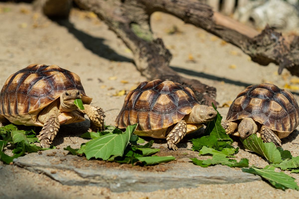 Schildkroete 6
