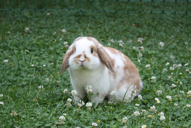 Wie lange leben Zwergwidder-Kaninchen? Alles über ihre Lebensdauer Wie lange leben Zwergwidder-Kaninchen? Alles über ihre Lebensdauer