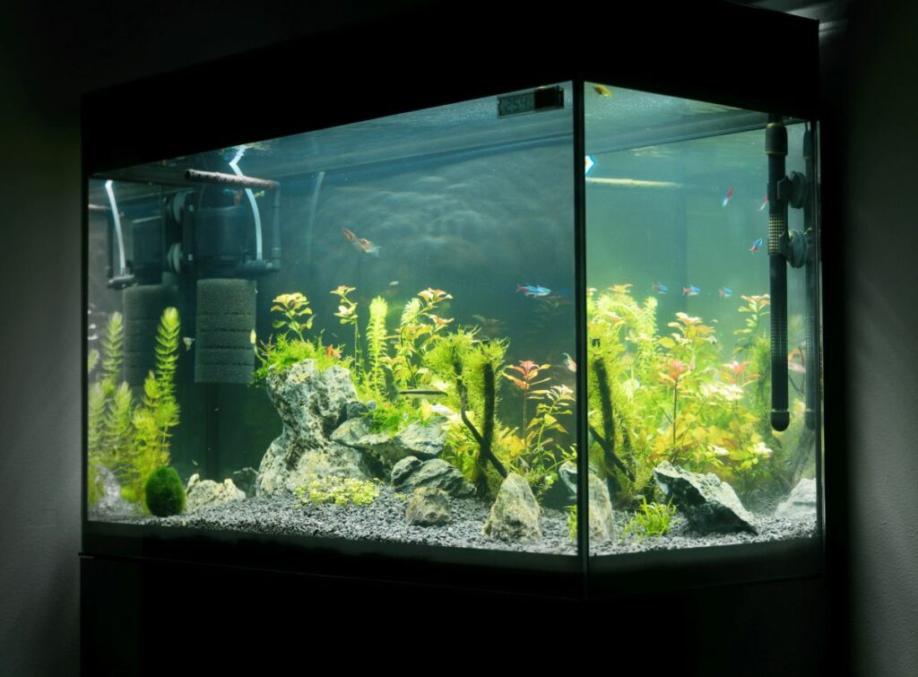 aquarium einrichten