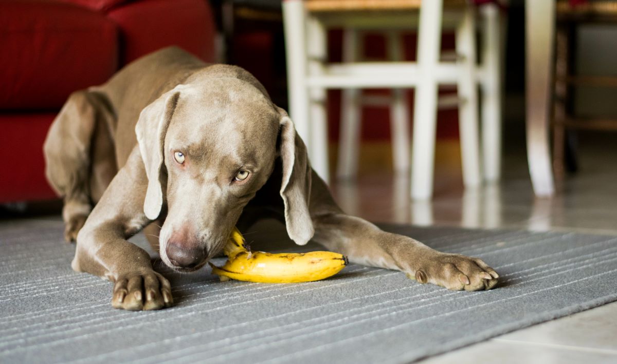 banane fuer hund 1