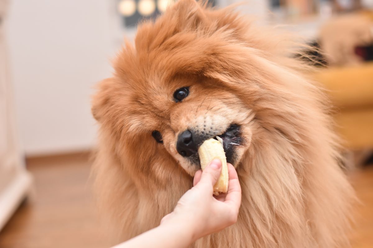 banane fuer hund 2