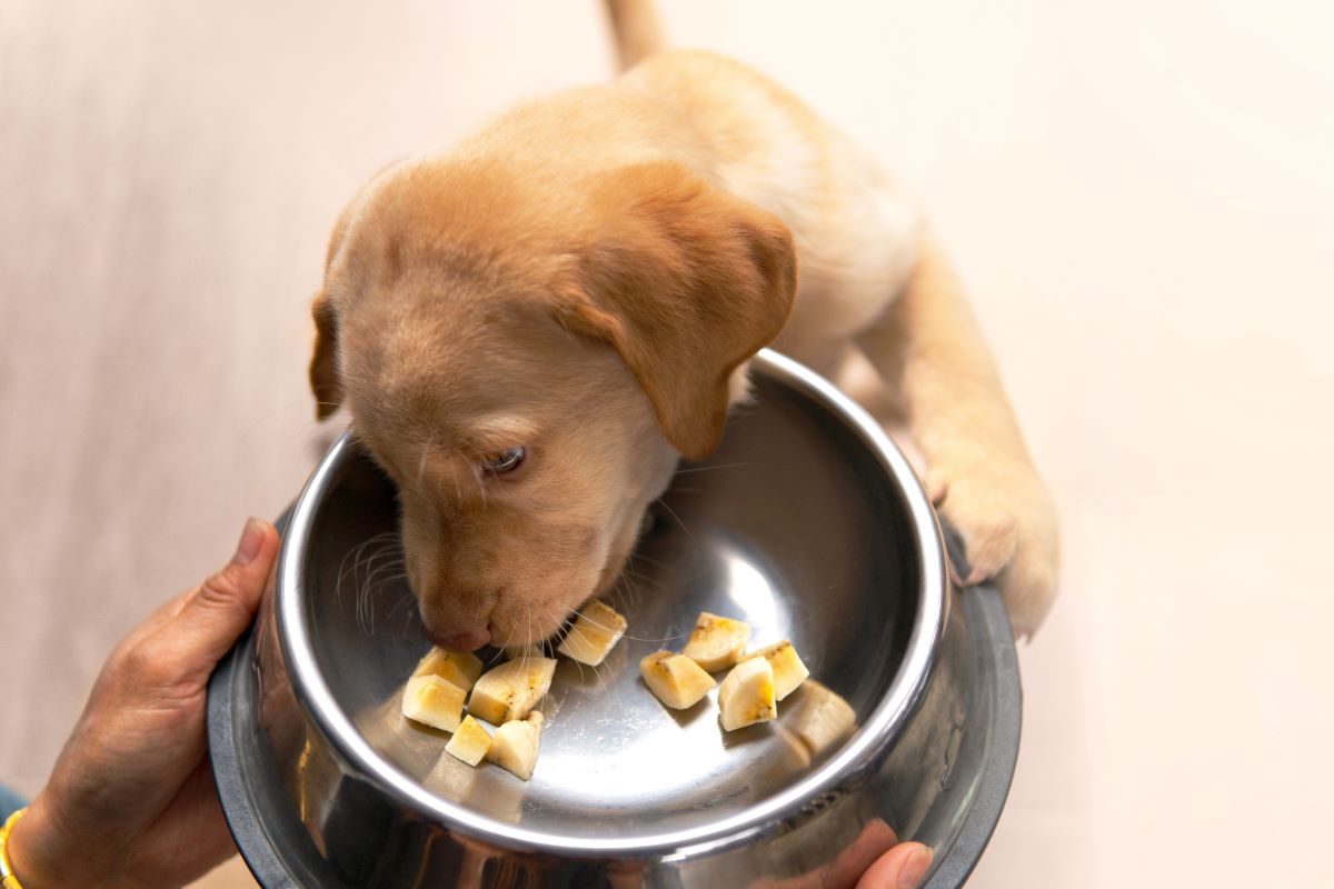 banane fuer hund 3
