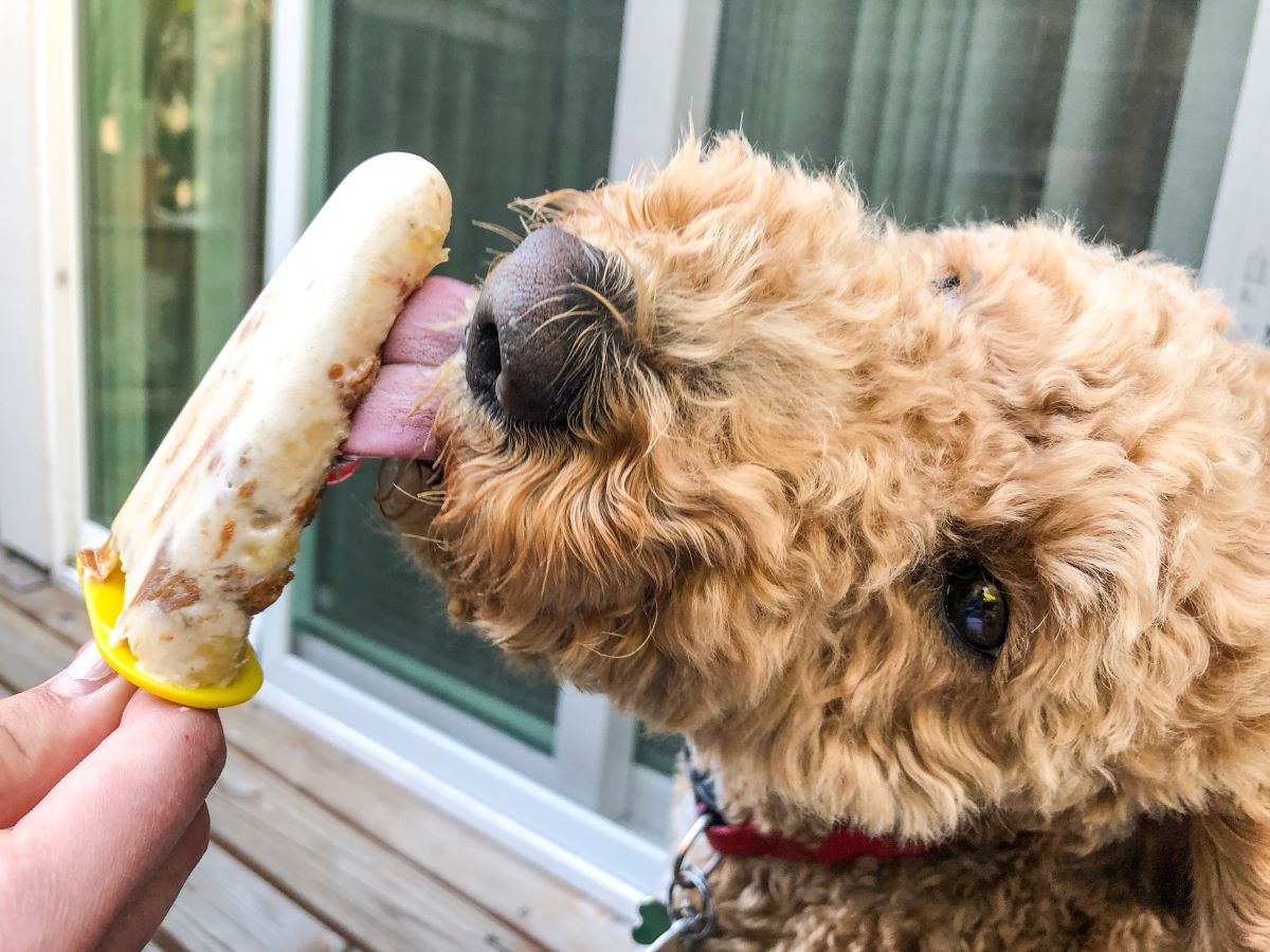 banane fuer hund 4