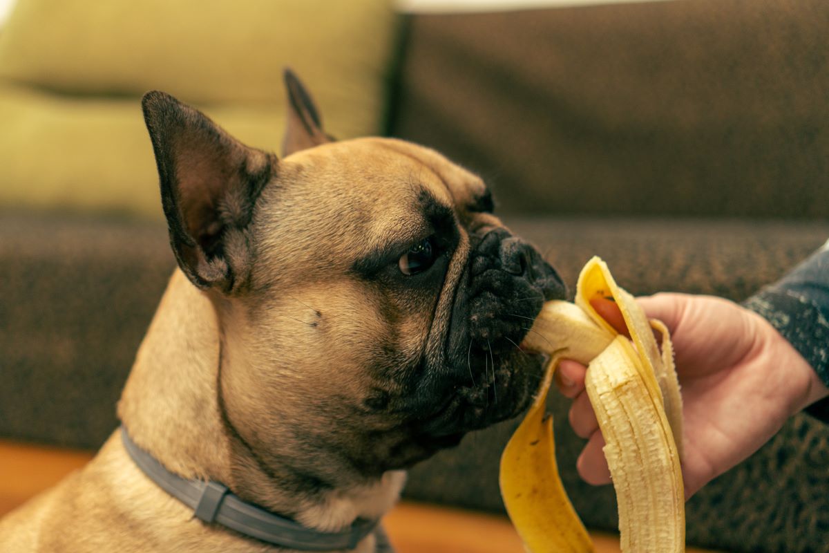 banane fuer hund 5