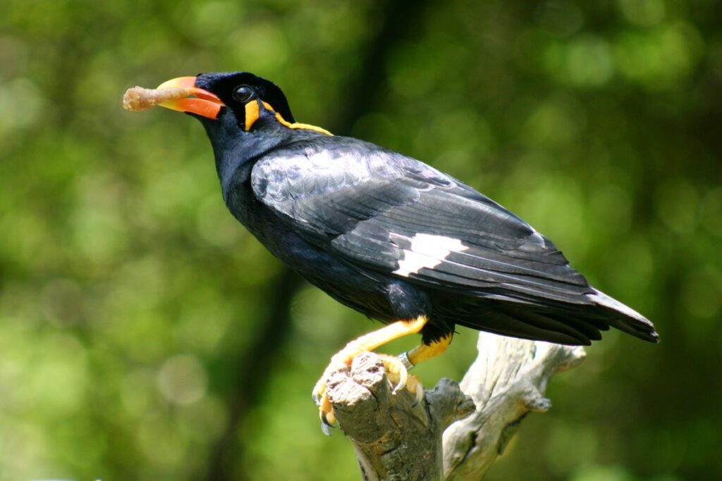 Beo Vogel