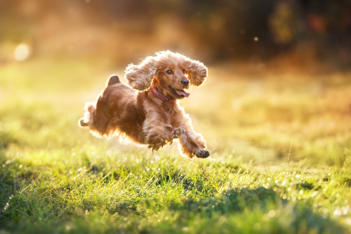 Cocker Spaniel