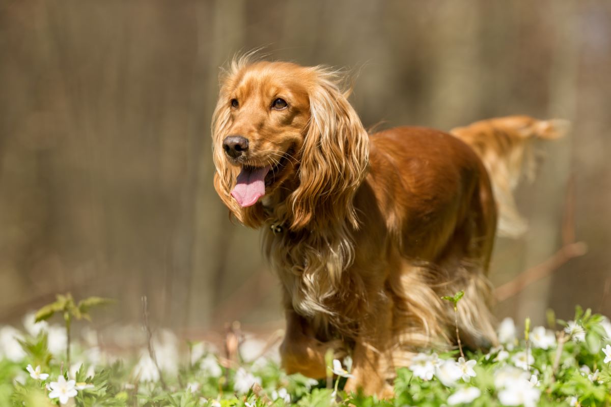 Cocker Spaniel