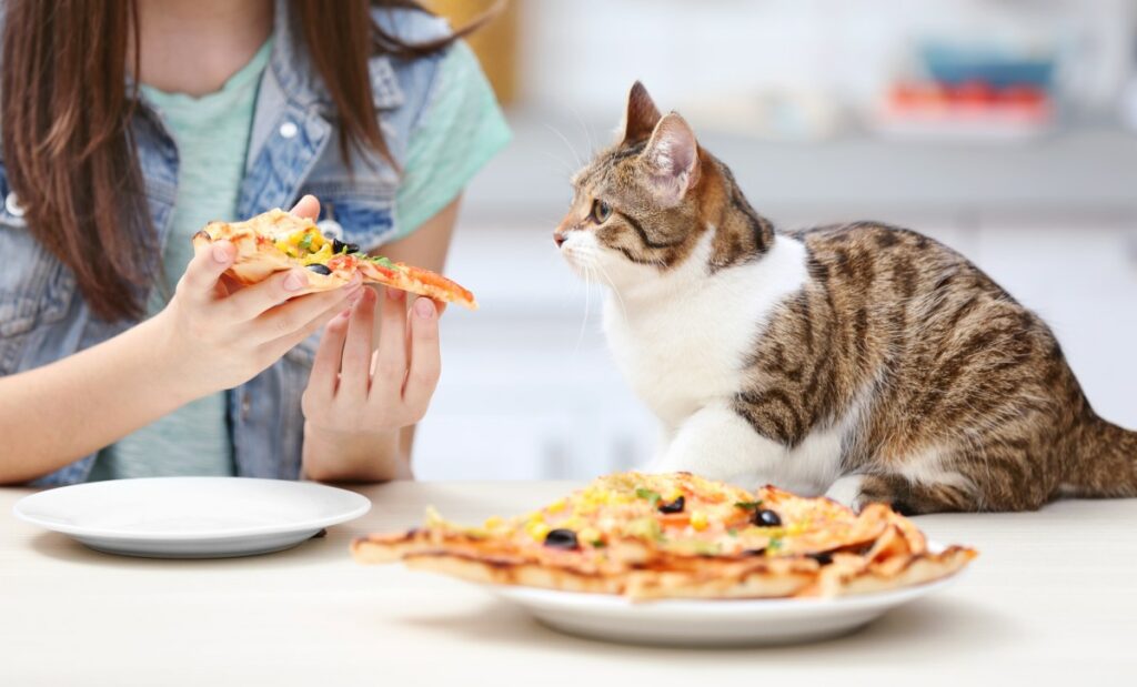 duerfen katzen essen 1 1