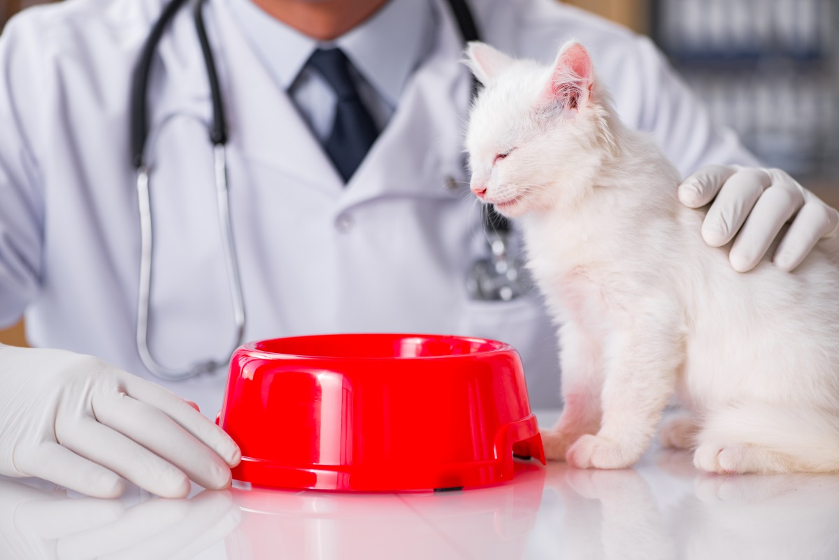 duerfen katzen essen 2
