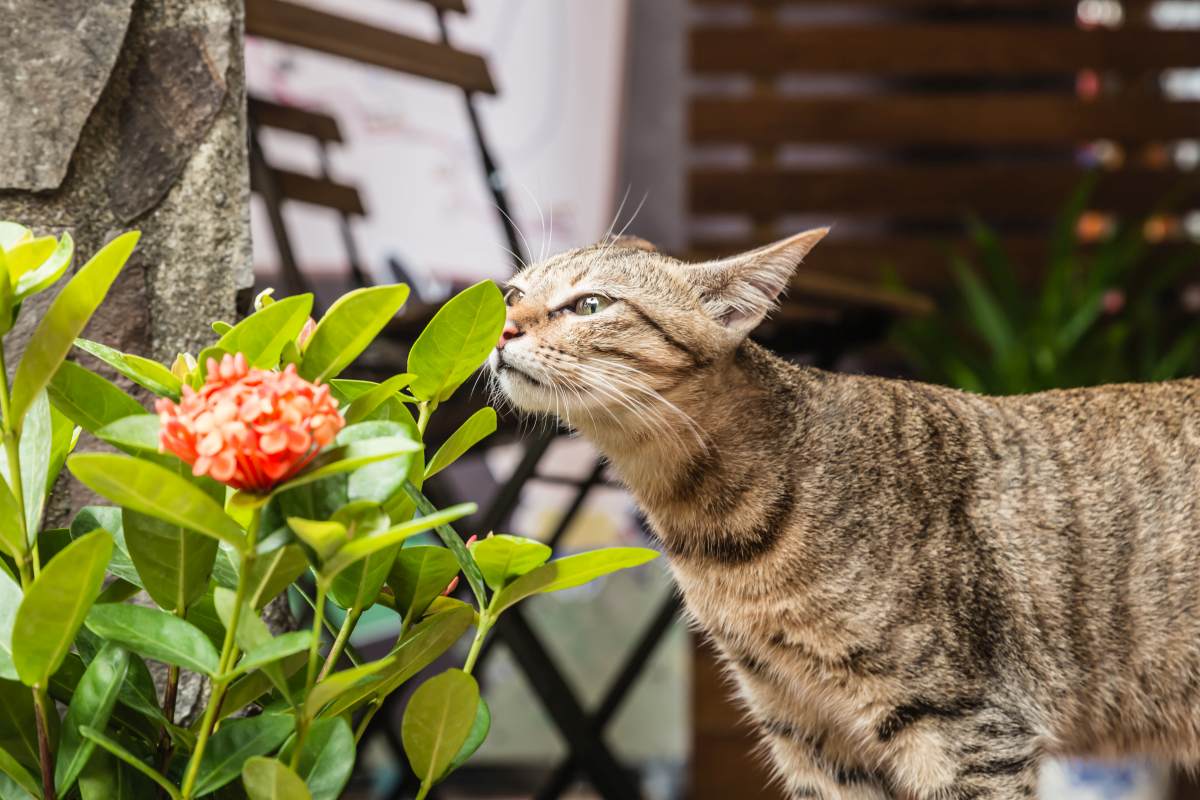 duerfen katzen essen 3