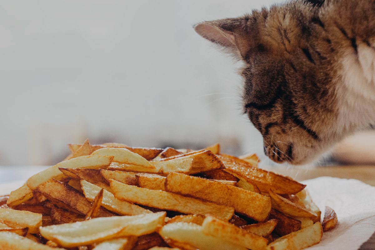 duerfen katzen essen 4
