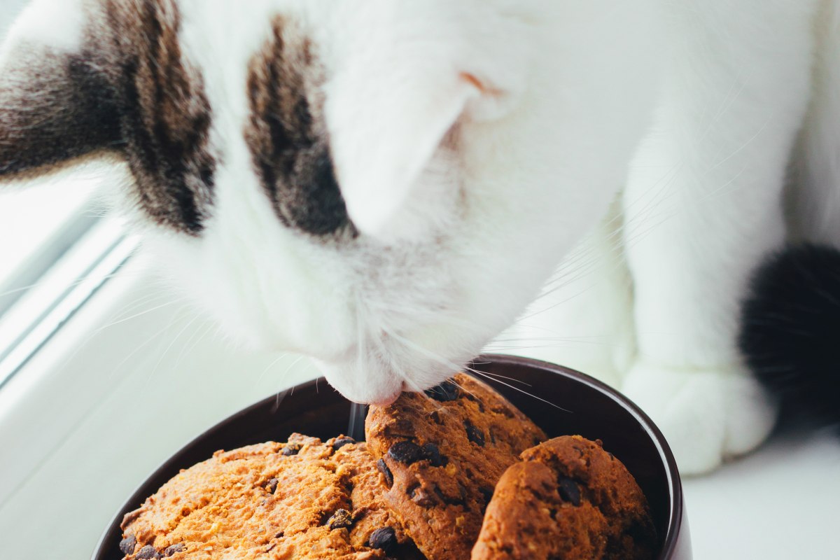 duerfen katzen essen 5