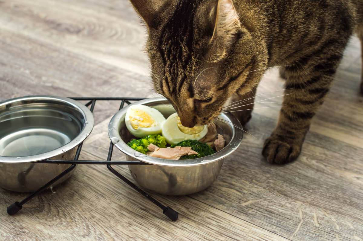 duerfen katzen essen 6
