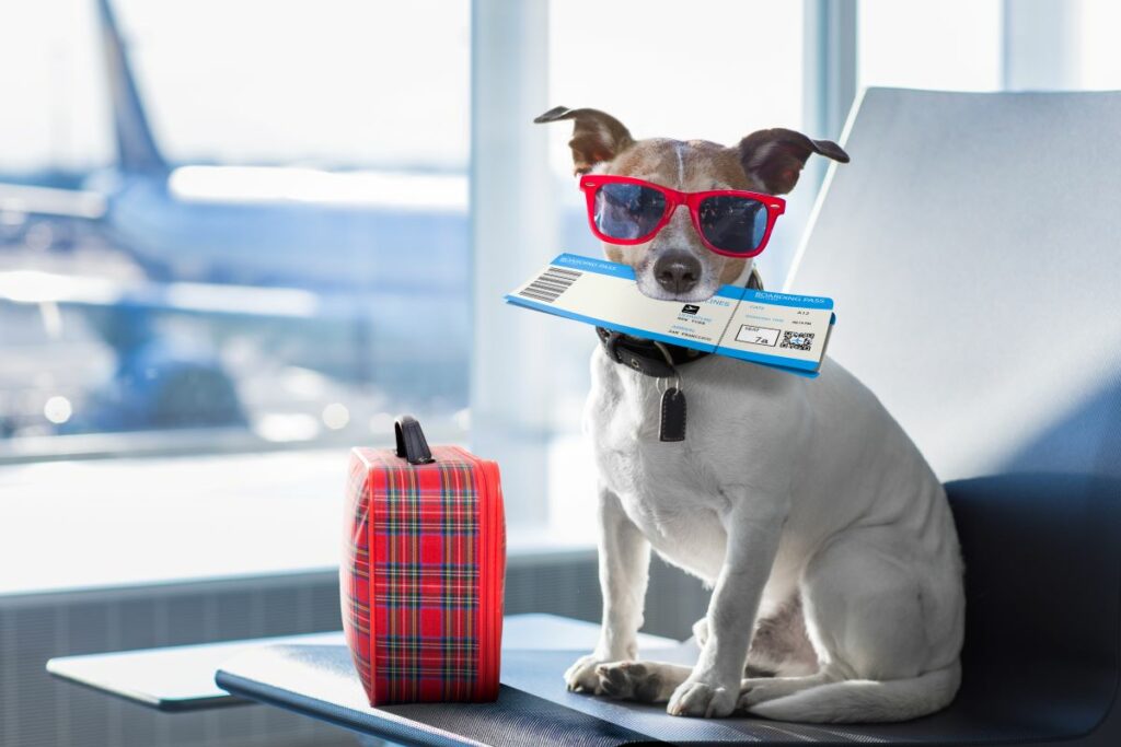 fliegen mit hund