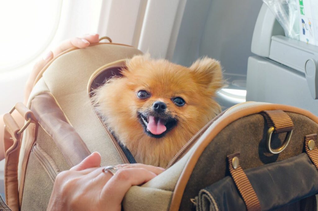 fliegen mit hund