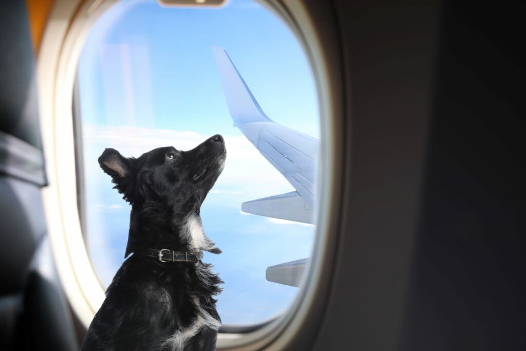 fliegen mit hund