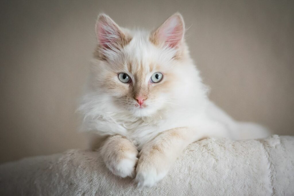 Heilige Birma Alles Was Du ber Diese Katzenrasse Wissen Musst heilige-birma-alles-was-du-ber-diese-katzenrasse-wissen-musst