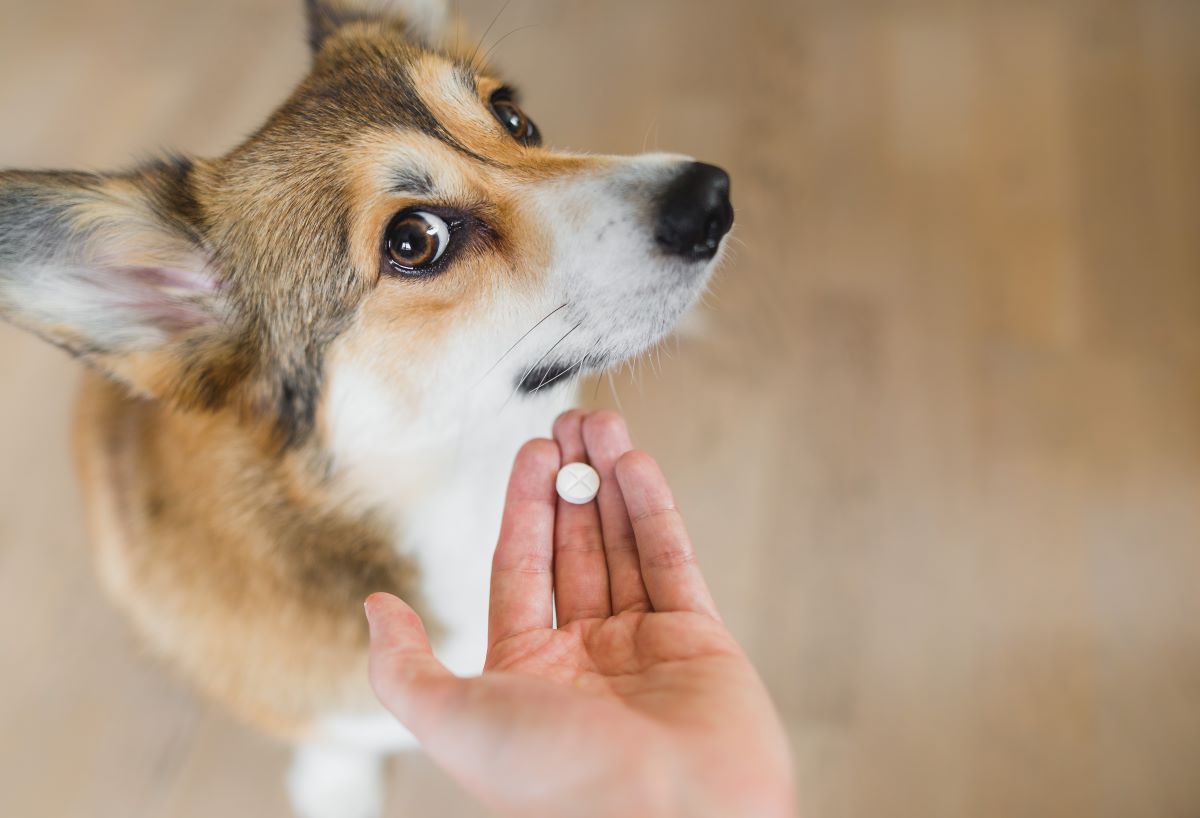 Hund hat Blut im Stuhl An diesen Ursachen liegt es Haustierratgeber.de