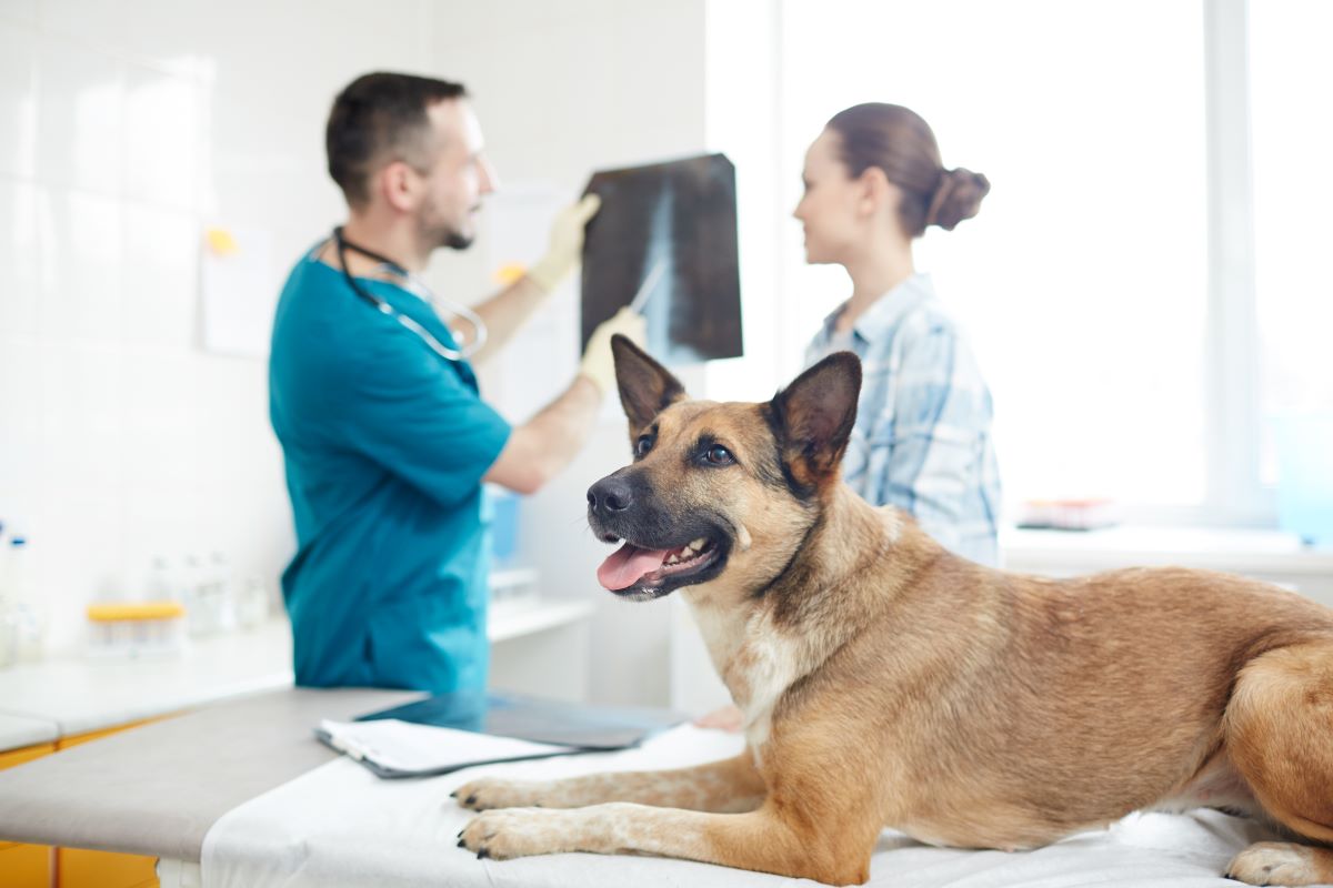 Hund hat Blut im Stuhl An diesen Ursachen liegt es Haustierratgeber.de