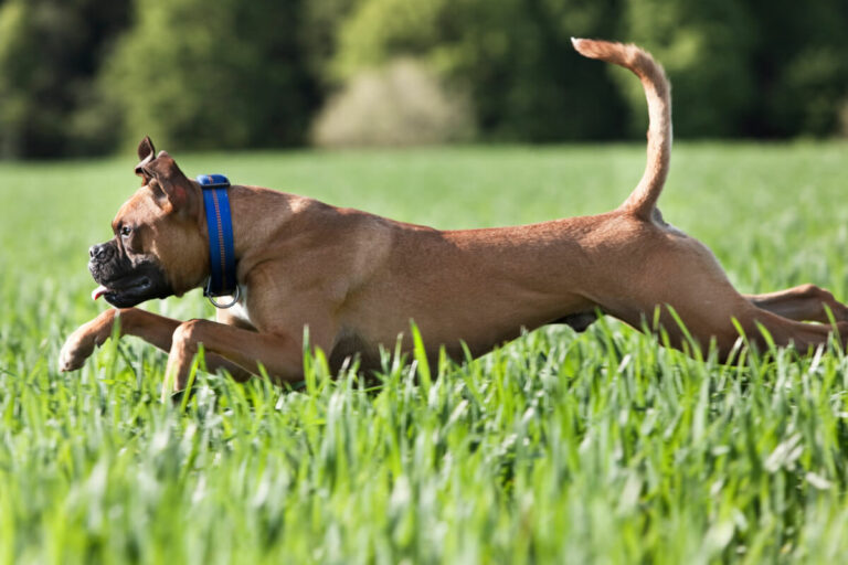 Hund Probleme Beim Aufstehen Hinten Dein Hund humpelt nach dem Aufstehen? Das sind die Ursachen!