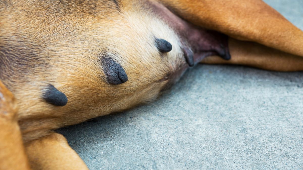 hund zitzen schwarze kruste 2