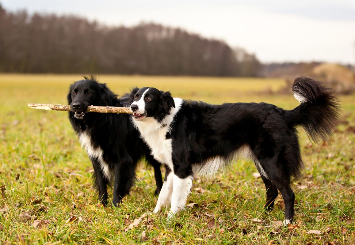 hunde zusammenfuehren 1