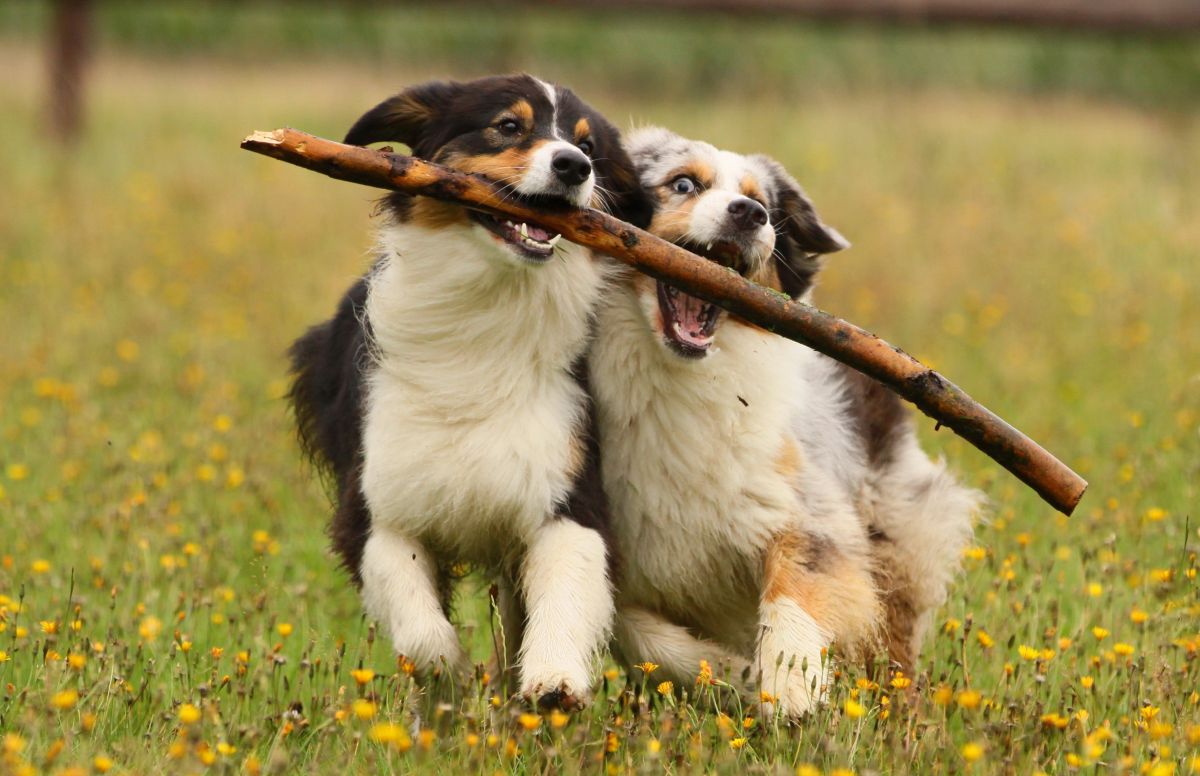 hunde zusammenfuehren 2