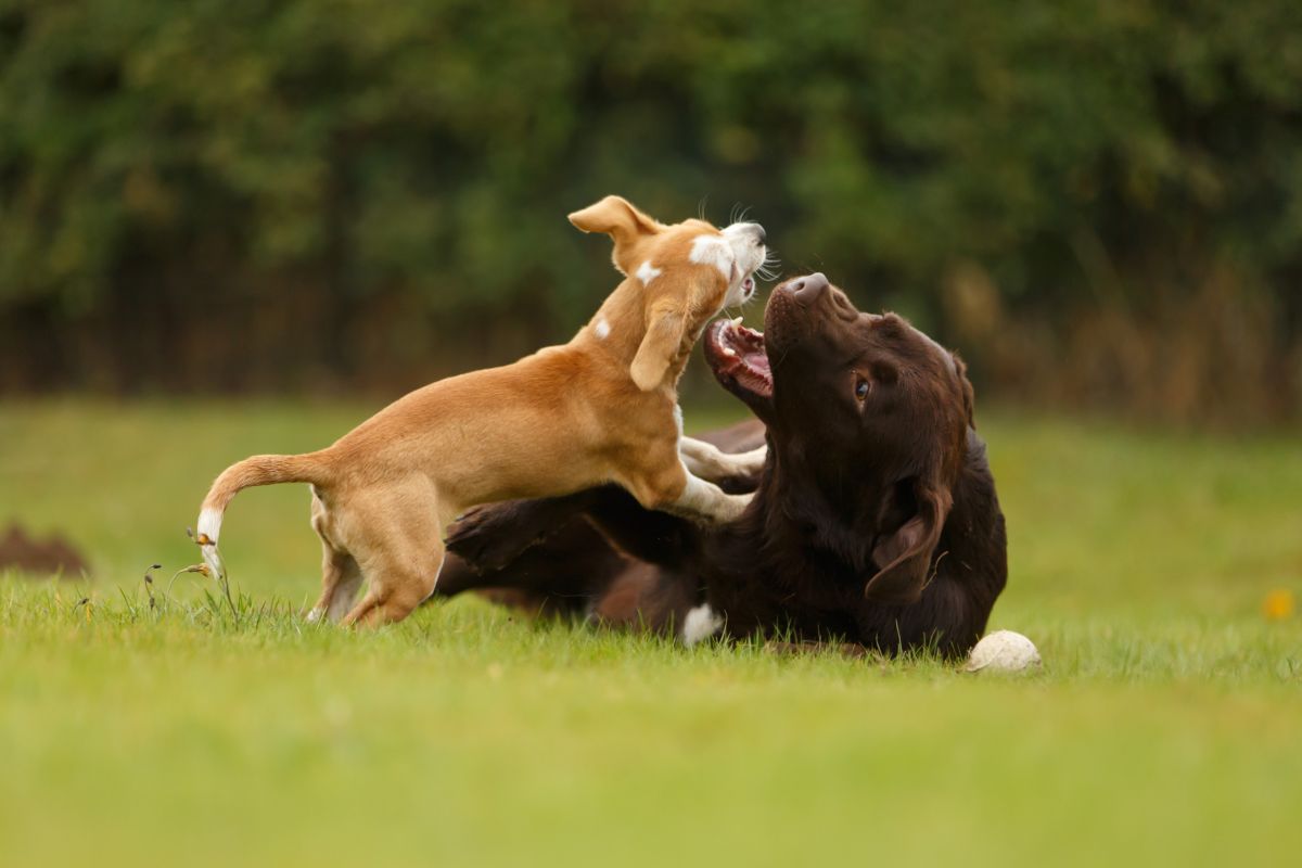 hunde zusammenfuehren 3