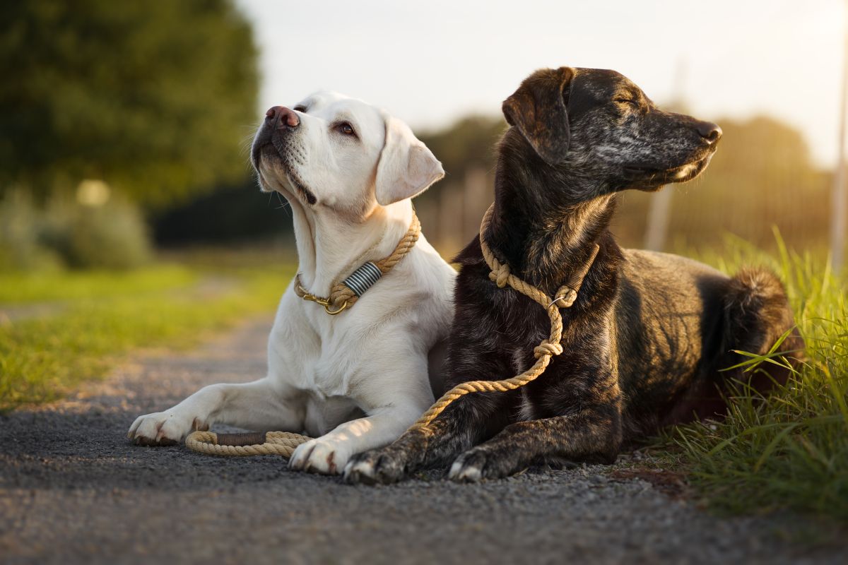 hunde zusammenfuehren 5